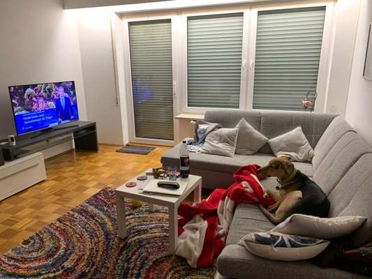 Dogorama Photo Challenge - Wir schauen fern (TV)-Beitrag-Bild