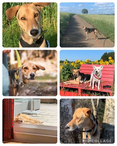 52. Collagenchallenge: Dein Hund im Sonnenschein-Beitrag-Bild