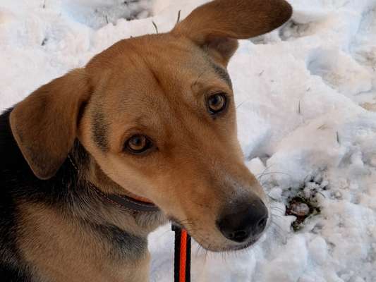 Dogorama Photo Challenge - Hundeblick zum hinschmelzen-Beitrag-Bild