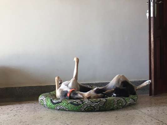 Fotochallenge Nr. 51 "Euer Hund mit anderen Tieren"-Beitrag-Bild