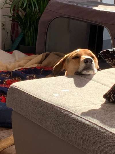 36. Handy Foto Challenge - Sonnenanbeter-Beitrag-Bild