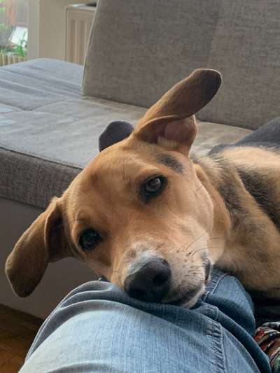 Foto-Challange: Schmuse-/Kuschel-/Ruhemodus-Beitrag-Bild