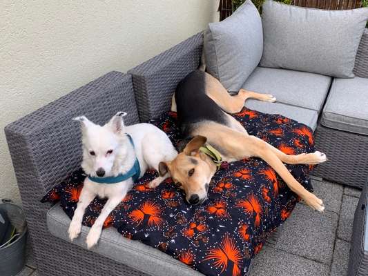 Bester Freund, Hundekumpel - zeigt her!-Beitrag-Bild