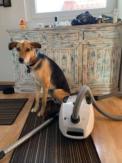 Dogorama Photo Challenge - Hündische Haushaltshilfe-Beitrag-Bild