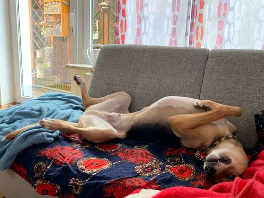 Dogorama Photo Challenge - Zeigt her eure Bäuche-Beitrag-Bild