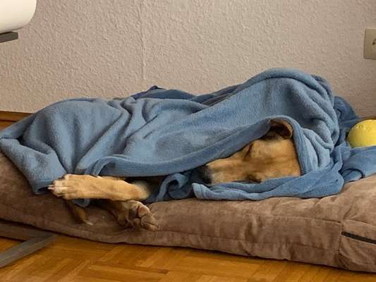 Dogorama Photo Challenge - Versteckspiel-Beitrag-Bild