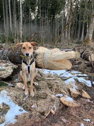 Dogorama Photo Challenge - Mein Holz und ich-Beitrag-Bild