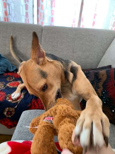 Zeige deinen Schatz mit seinem Lieblingsspielzeug.-Beitrag-Bild