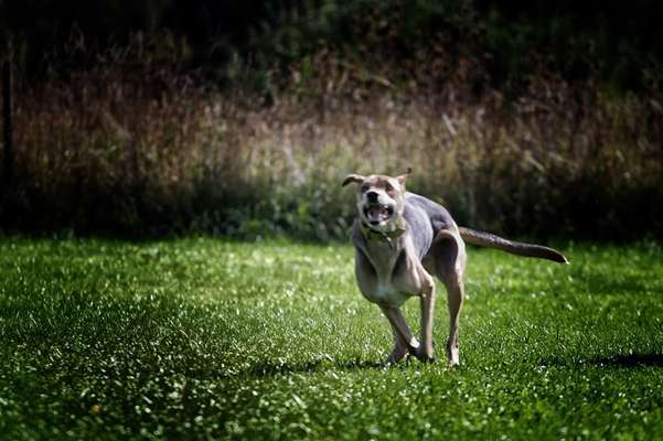 Dogorama Photo Challenge - Hunde in Action-Beitrag-Bild
