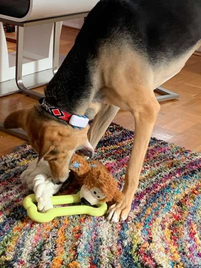 Zeige deinen Schatz mit seinem Lieblingsspielzeug.-Beitrag-Bild