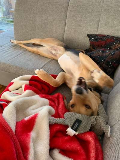 Dogorama Photo Challenge - Wälzen-Beitrag-Bild