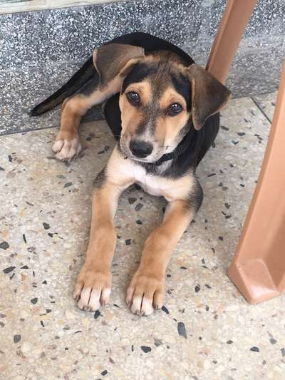 Vom Welpen zum Hund-Beitrag-Bild