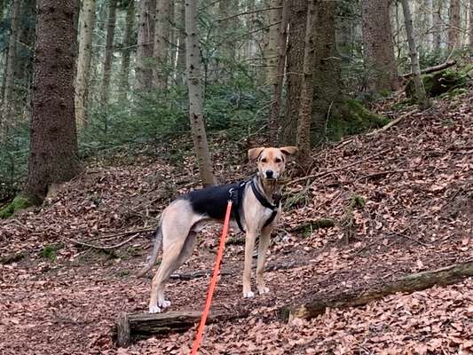 Foto -Challenge  Thema : Dein Hund Im Wald-Beitrag-Bild