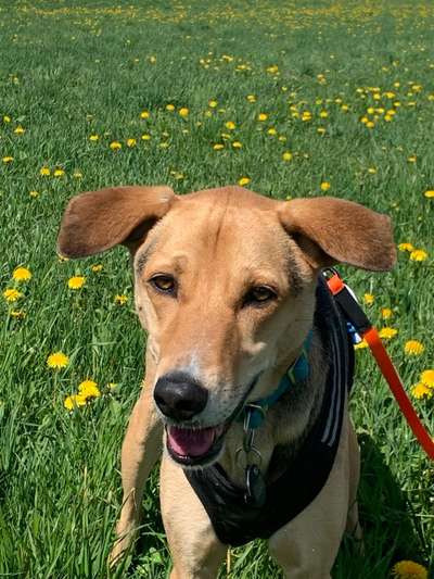 Dogorama Photo Challenge - Frühlingserwachen-Beitrag-Bild