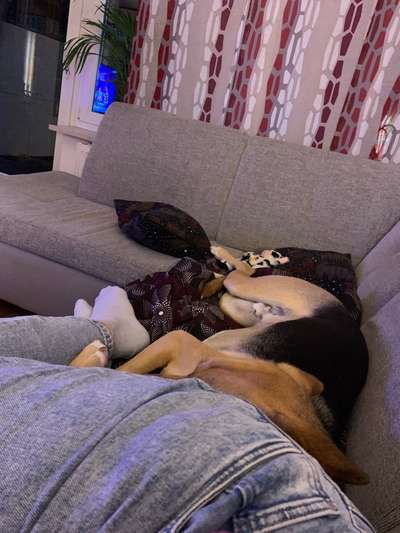 Top Dog-der Live Ticker Thread-Beitrag-Bild