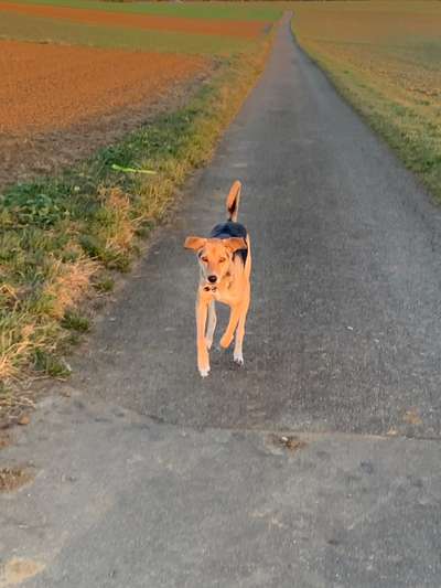 Fotochallenge 66 ~ Rennaction -Zeig deinen Hund im Lauf-Beitrag-Bild