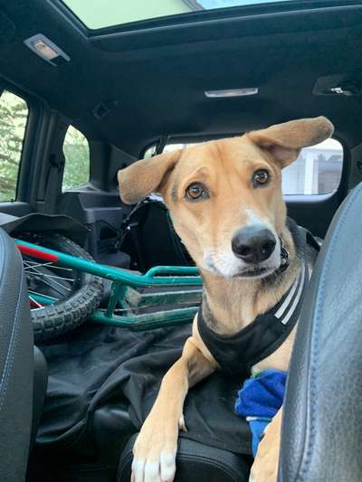 Foto Challenge Thema "Hunde im Auto"-Beitrag-Bild