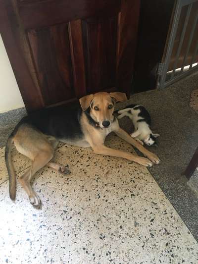 Wie kamst du zu deinem Hund?-Beitrag-Bild