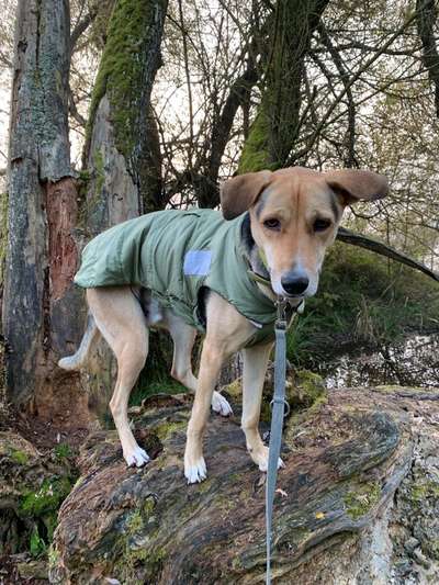 Handy Foto Challenge Nr. 49: Mein Freund der Baum-Beitrag-Bild