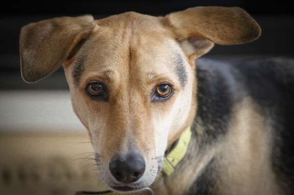 Fotochallenge Nr. 104 : Hommage an deinen ersten Hund-Beitrag-Bild