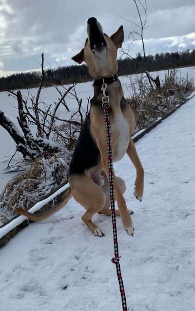 Fotochallenge NR. 123     -Karneval der Tiere--Beitrag-Bild