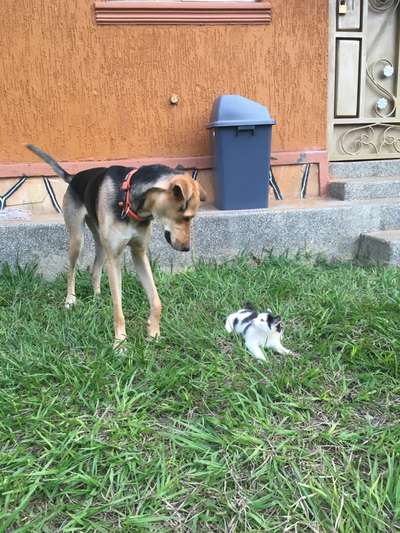 Windhundtreffen - PLZ-Beitrag-Bild