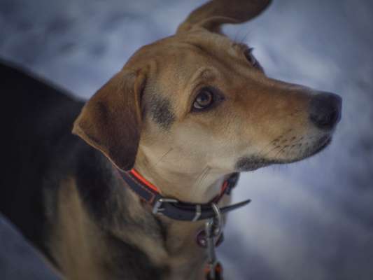 Hundebilder-Beitrag-Bild