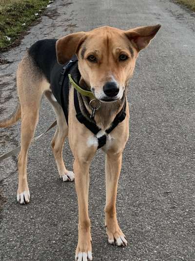 Foto-Challenge: Der schmollende Hund-Beitrag-Bild