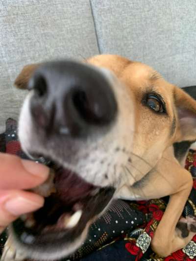 152. Foto Challenge: "Friss mir aus der Hand"-Beitrag-Bild