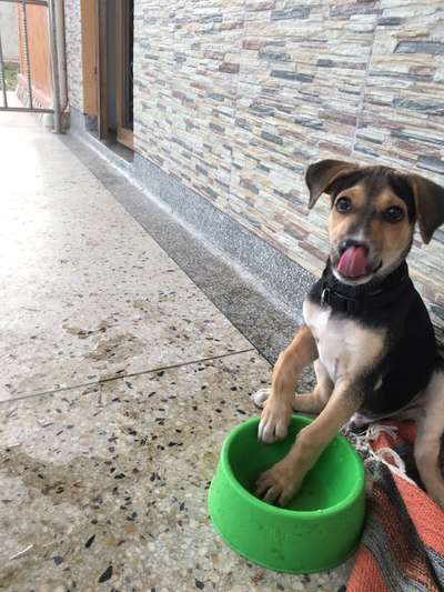 Fotochallenge Nr. 59 - Mein Hund zeigt die Zunge-Beitrag-Bild