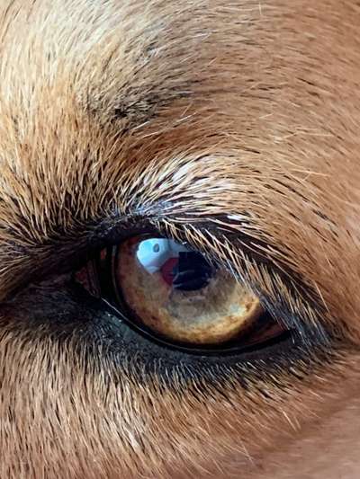 Dogorama Photo Challenge - Details Ganz nah-Beitrag-Bild