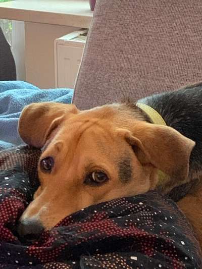 Fotowettbewerb "Liebeserklärung an deinen Hund!"-Beitrag-Bild