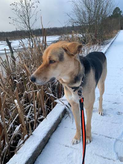 Zeigt mir eure Schäferhund Mischlinge :-)-Beitrag-Bild