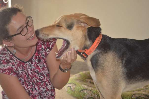 Challenge 33 - Du und dein Hund-Beitrag-Bild