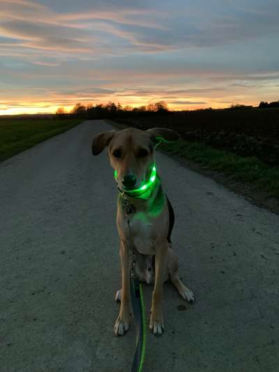 Dogorama Photo Challenge - Licht-Beitrag-Bild