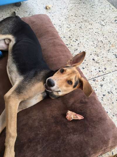 Handy Foto Challange Nr. 46  Happy Dog-Beitrag-Bild