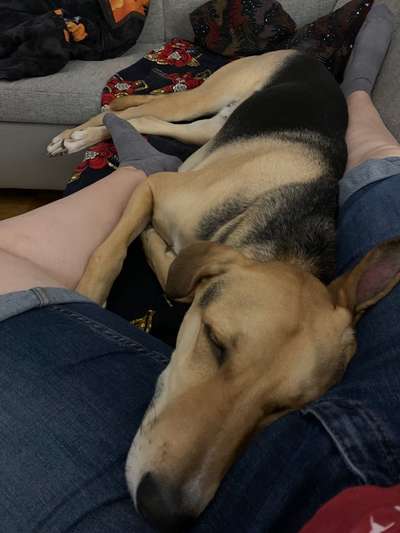 85. Foto Challenge : Schosshund-Beitrag-Bild