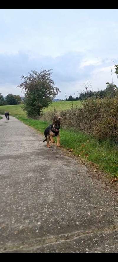 Hundetreffen-Spaziergänge Spiel und Spaß  :)-Bild