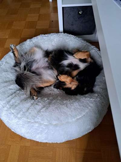 Dogorama Photo Challenge - Zeigt her eure Bäuche-Beitrag-Bild