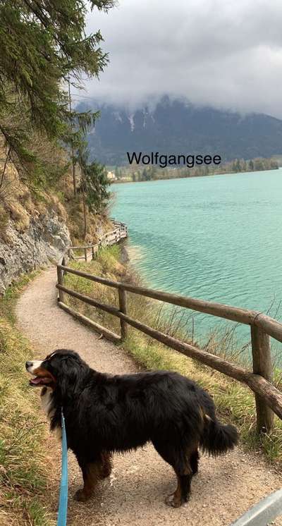 Berner Sennen-Beitrag-Bild