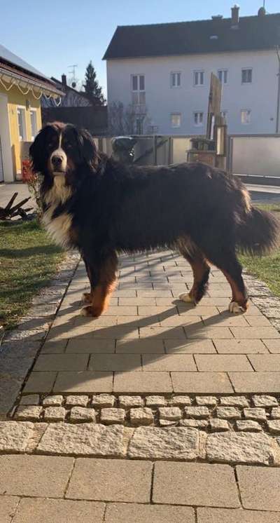 Berner Sennen-Beitrag-Bild