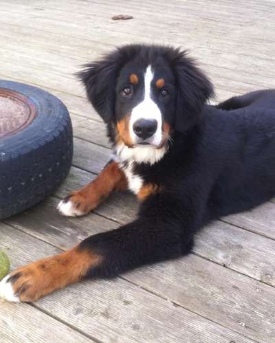 Berner Sennen-Beitrag-Bild