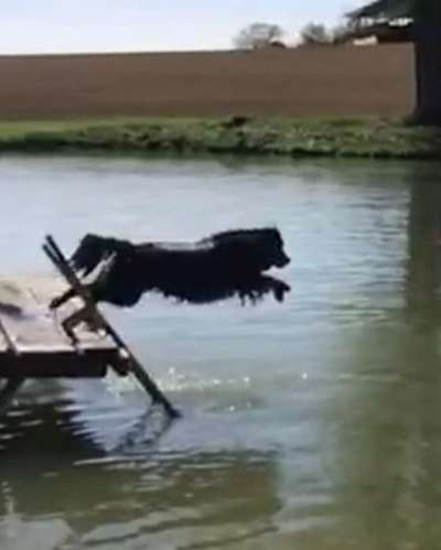 Berner Sennen-Beitrag-Bild