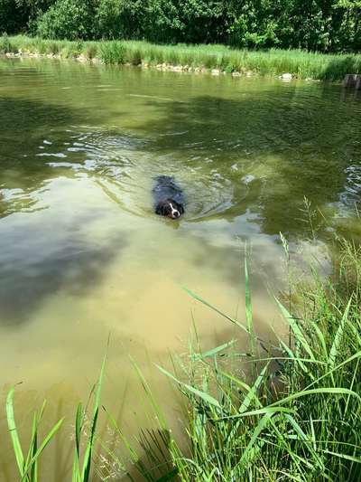 Berner Sennen-Beitrag-Bild
