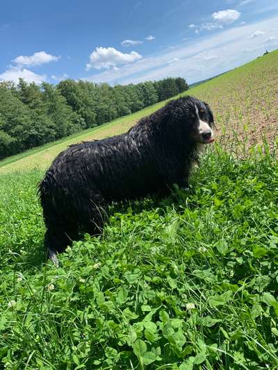 Berner Sennen-Beitrag-Bild