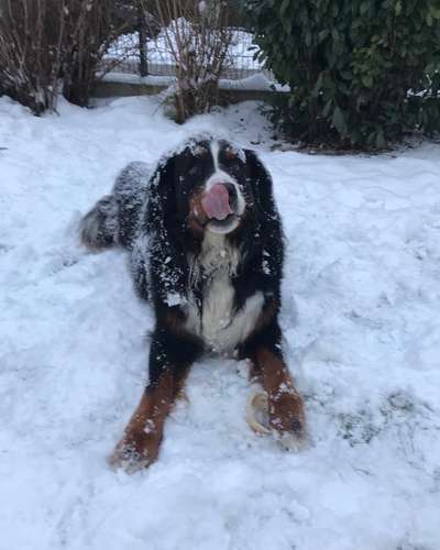 Berner Sennen-Beitrag-Bild