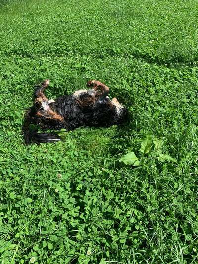 Berner Sennen-Beitrag-Bild