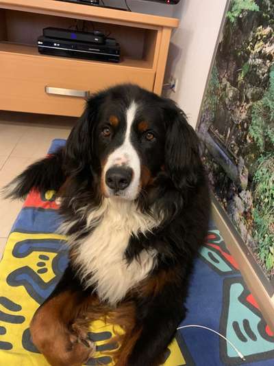 Berner Sennen-Beitrag-Bild