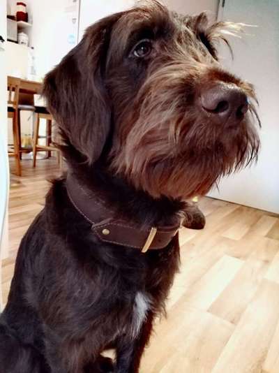 Labradorfans-Beitrag-Bild