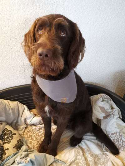 Labradoodle gesucht-Beitrag-Bild